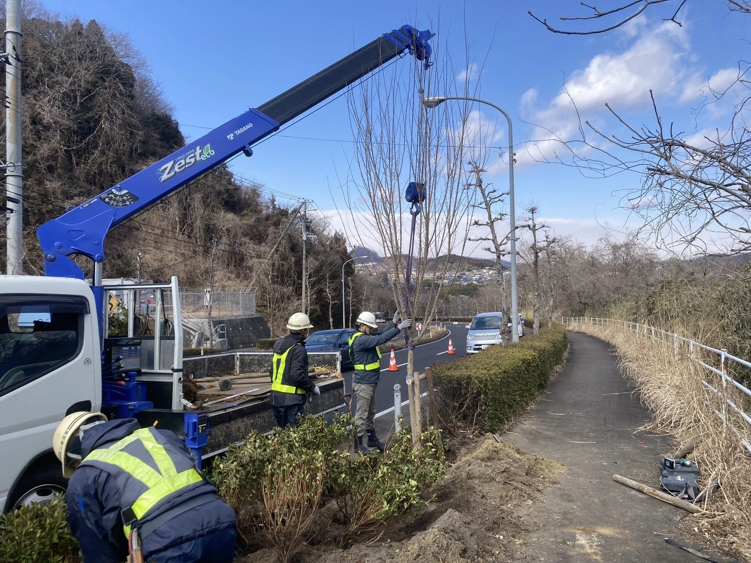 街路樹